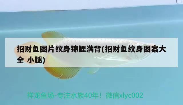 招財魚圖片紋身錦鯉滿背(招財魚紋身圖案大全小腿)（招財魚圖片紋身圖片紋身圖案大全；招財魚圖片紋身圖案大全）