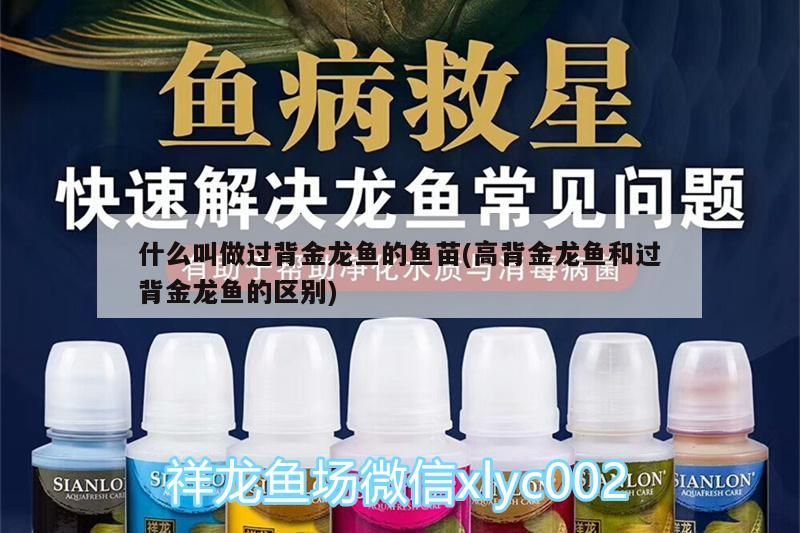 什么叫做過背金龍魚的魚苗(高背金龍魚和過背金龍魚的區(qū)別)（背金龍魚和過背金龍魚的區(qū)別）