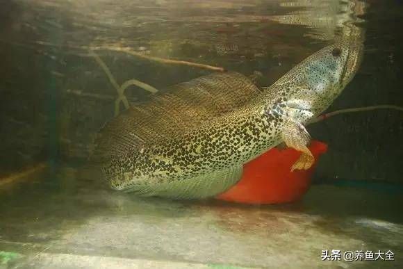 龍魚等級品種排行圖片（龍魚等級品種排行圖片大全）（紅龍魚的品種排行：紅龍魚、紅龍魚、黑龍魚等級的龍魚品種排行）