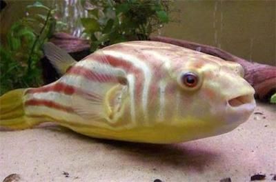濟寧龍魚魚場（濟寧龍魚魚場位于哪里？） 濟寧龍魚魚場（濟寧龍魚魚場位于哪里？） 觀賞魚百科 第2張