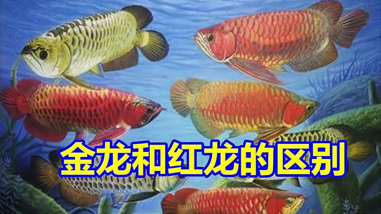 如何區(qū)分紅龍和金龍魚