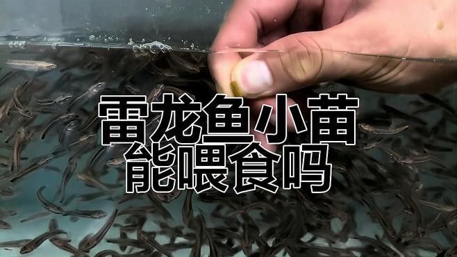 巴卡雷龍多大開始吃飼料（巴卡雷龍多大開始吃飼料的問題巴卡雷龍多大開始吃飼料） 巴卡雷龍多大開始吃飼料（巴卡雷龍多大開始吃飼料的問題巴卡雷龍多大開始吃飼料） 龍魚百科 第1張