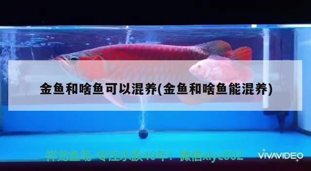 金魚和啥魚可以混養(金魚和啥魚能混養)