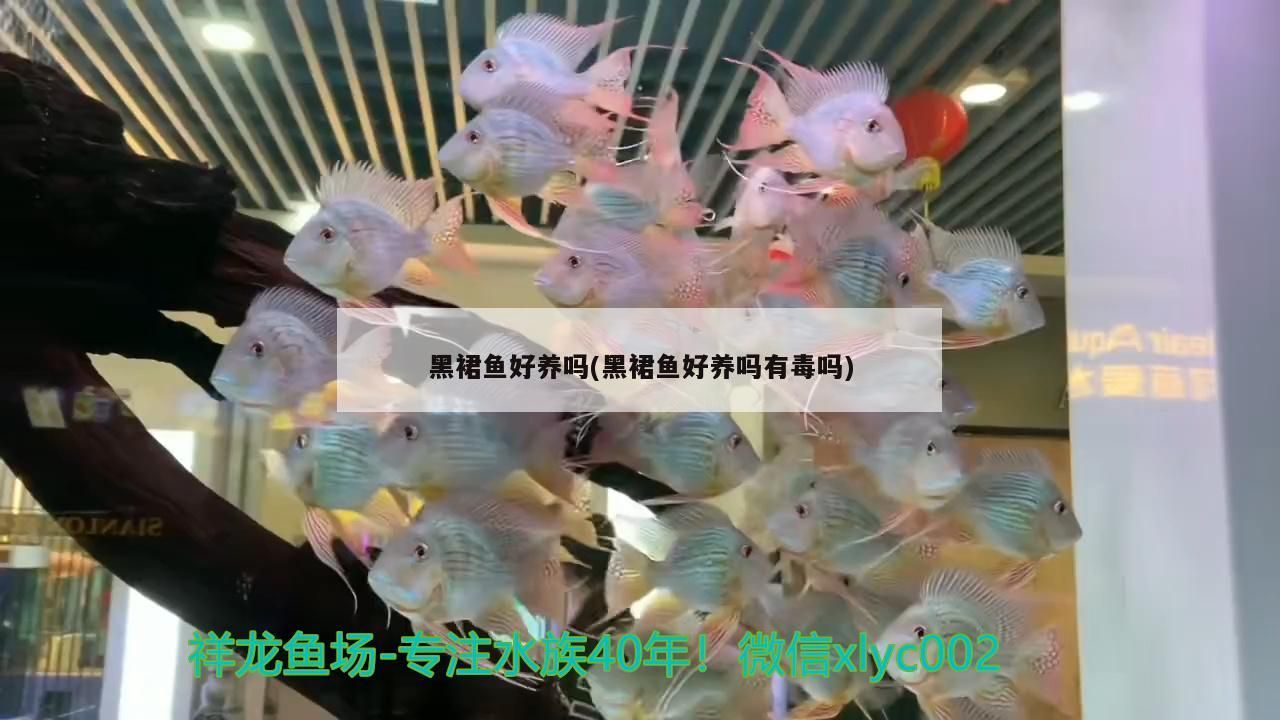 黑裙魚好養嗎(黑裙魚好養嗎有毒嗎)（黑裙魚好養嗎，）