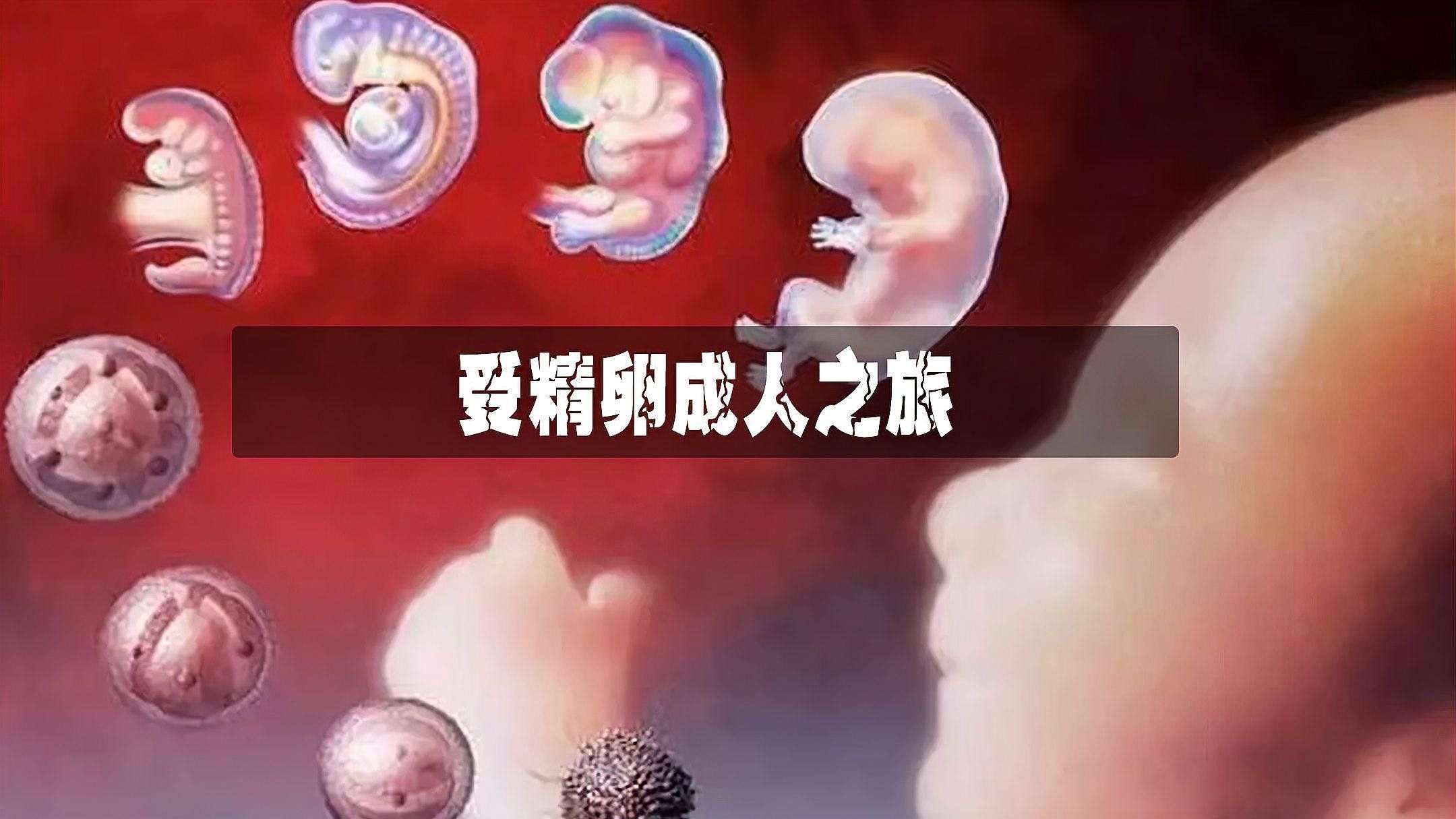 如何區(qū)分受精卵和未受精卵（受精卵與精卵的區(qū)別） 如何區(qū)分受精卵和未受精卵（受精卵與精卵的區(qū)別） 龍魚百科 第1張