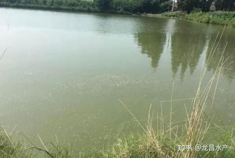 如何預防水質老化？（凈水器用久了不如自來水中關村在線水質老化的原因及處理措施） 如何預防水質老化？（凈水器用久了不如自來水中關村在線水質老化的原因及處理措施） 龍魚百科 第8張