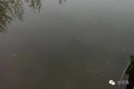 如何預防水質老化？（凈水器用久了不如自來水中關村在線水質老化的原因及處理措施） 如何預防水質老化？（凈水器用久了不如自來水中關村在線水質老化的原因及處理措施） 龍魚百科 第12張