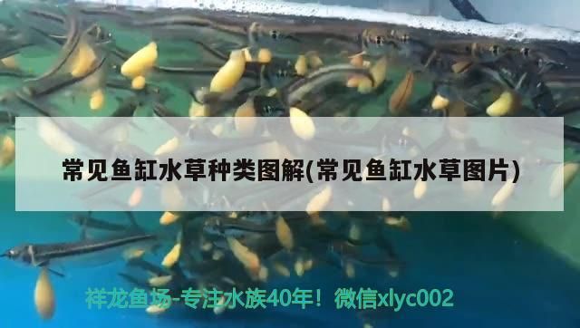 常見魚缸水草種類圖解(常見魚缸水草圖片)（常見水草種類圖解） 常見魚缸水草種類圖解(常見魚缸水草圖片)（常見水草種類圖解） 觀賞魚百科