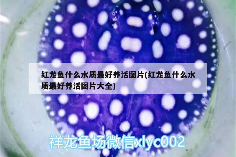 紅龍魚什么水質(zhì)最好養(yǎng)活圖片(紅龍魚什么水質(zhì)最好養(yǎng)活圖片大全)（紅龍魚什么水質(zhì)最好養(yǎng)活圖片）