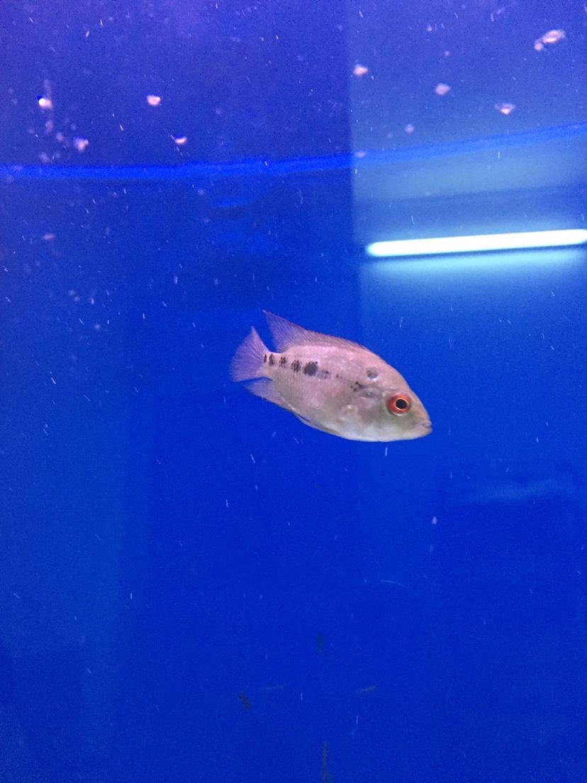廣州水族館這魚會起頭嗎（關于廣州水族館魚類的“起頭”現象）