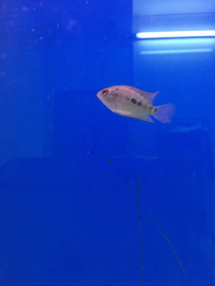 廣州水族館這魚會起頭嗎（關于廣州水族館魚類的“起頭”現象）