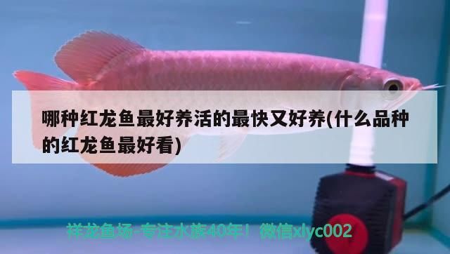 哪種紅龍魚最好養活的最快又好養(什么品種的紅龍魚最好看)（哪種紅龍魚最好養活的最快又好養） 哪種紅龍魚最好養活的最快又好養(什么品種的紅龍魚最好看)（哪種紅龍魚最好養活的最快又好養） 觀賞魚百科