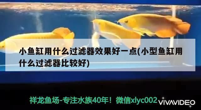 想問問這條龍魚怎么樣（關于龍魚的養護與鑒賞）