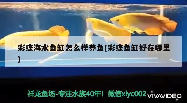 紅龍要紅(《紅龍要紅》的標題我們可以推斷這是一部探討紅色文化、歷史或政治主題的作品) 觀賞魚百科 第2張 紅龍要紅(《紅龍要紅》的標題我們可以推斷這是一部探討紅色文化、歷史或政治主題的作品) 紅龍要紅(《紅龍要紅》的標題我們可以推斷這是一部探討紅色文化、歷史或政治主題的作品) 觀賞魚百科 第2張