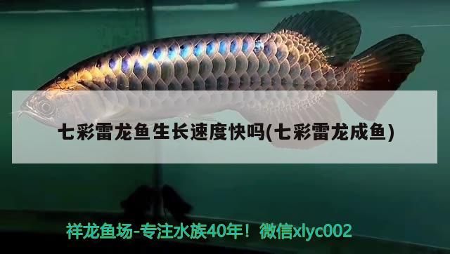 七彩雷龍魚生長速度快嗎(七彩雷龍成魚)（七彩雷龍魚好養(yǎng)嗎，七彩雷龍魚怎么養(yǎng)） 七彩雷龍魚生長速度快嗎(七彩雷龍成魚)（七彩雷龍魚好養(yǎng)嗎，七彩雷龍魚怎么養(yǎng)） 觀賞魚百科