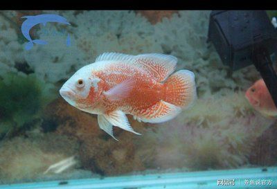 大的觀賞魚多少錢（大型觀賞魚及其價格范圍：大型觀賞魚及其價格范圍）