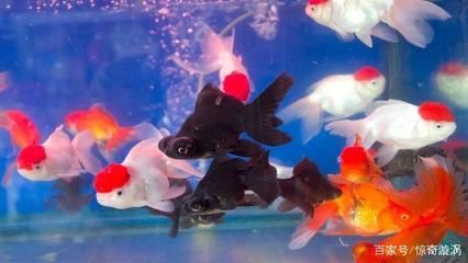 大的觀賞魚多少錢（大型觀賞魚及其價格范圍：大型觀賞魚及其價格范圍）