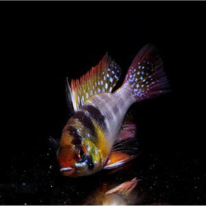大的觀賞魚多少錢（大型觀賞魚及其價格范圍：大型觀賞魚及其價格范圍）