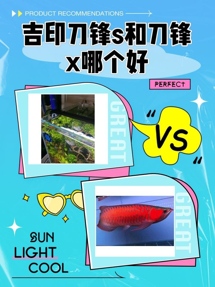 馬印神燈和吉印燈哪個更好（馬印神燈和吉印燈哪個好） 馬印神燈和吉印燈哪個更好（馬印神燈和吉印燈哪個好） 龍魚百科 第7張