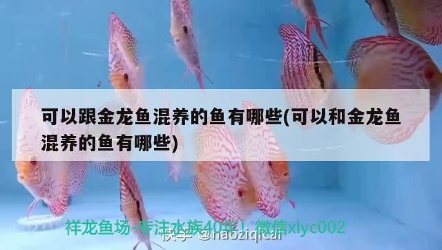 可以跟金龍魚混養(yǎng)的魚有哪些(可以和金龍魚混養(yǎng)的魚有哪些)