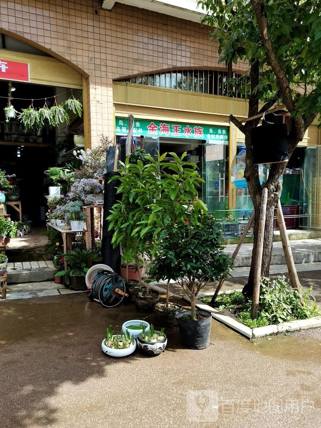 筠連哪個(gè)水族館龍魚好？祥龍魚場(chǎng)龍魚（天津水族批發(fā)市場(chǎng)|祥龍魚場(chǎng)聊城水族館） 筠連哪個(gè)水族館龍魚好？祥龍魚場(chǎng)龍魚（天津水族批發(fā)市場(chǎng)|祥龍魚場(chǎng)聊城水族館） 龍魚百科 第8張