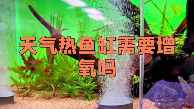 龍魚夏天需要加氧嗎？（80%家庭飼養攻略氧寵博士龍魚飼養攻略） 龍魚夏天需要加氧嗎？（80%家庭飼養攻略氧寵博士龍魚飼養攻略） 龍魚百科 第2張
