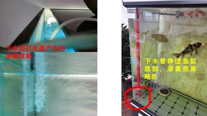 龍魚夏天需要加氧嗎？（80%家庭飼養攻略氧寵博士龍魚飼養攻略） 龍魚夏天需要加氧嗎？（80%家庭飼養攻略氧寵博士龍魚飼養攻略） 龍魚百科 第3張
