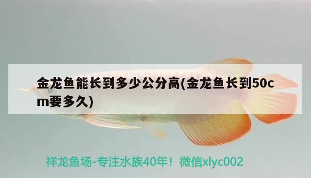 金龍魚能長到多少公分高(金龍魚長到50cm要多久)（金龍魚能長到多大，金龍魚具體能長多大）
