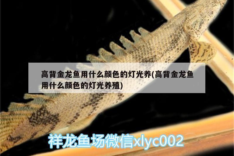 金龍魚的種類有哪些？，金龍魚品種有哪些金龍魚的品種金龍魚品種有哪些