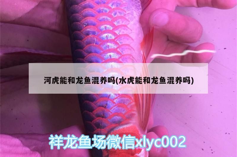 金龍魚的種類有哪些？，金龍魚品種有哪些金龍魚的品種金龍魚品種有哪些