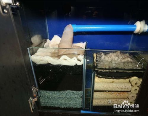 龍魚混養最佳搭配視頻大全圖解（龍魚混養最佳搭配視頻大全圖解下載）（ 龍魚混養最佳搭配視頻大全圖解（龍魚混養最佳搭配視頻大全圖解下載）（\