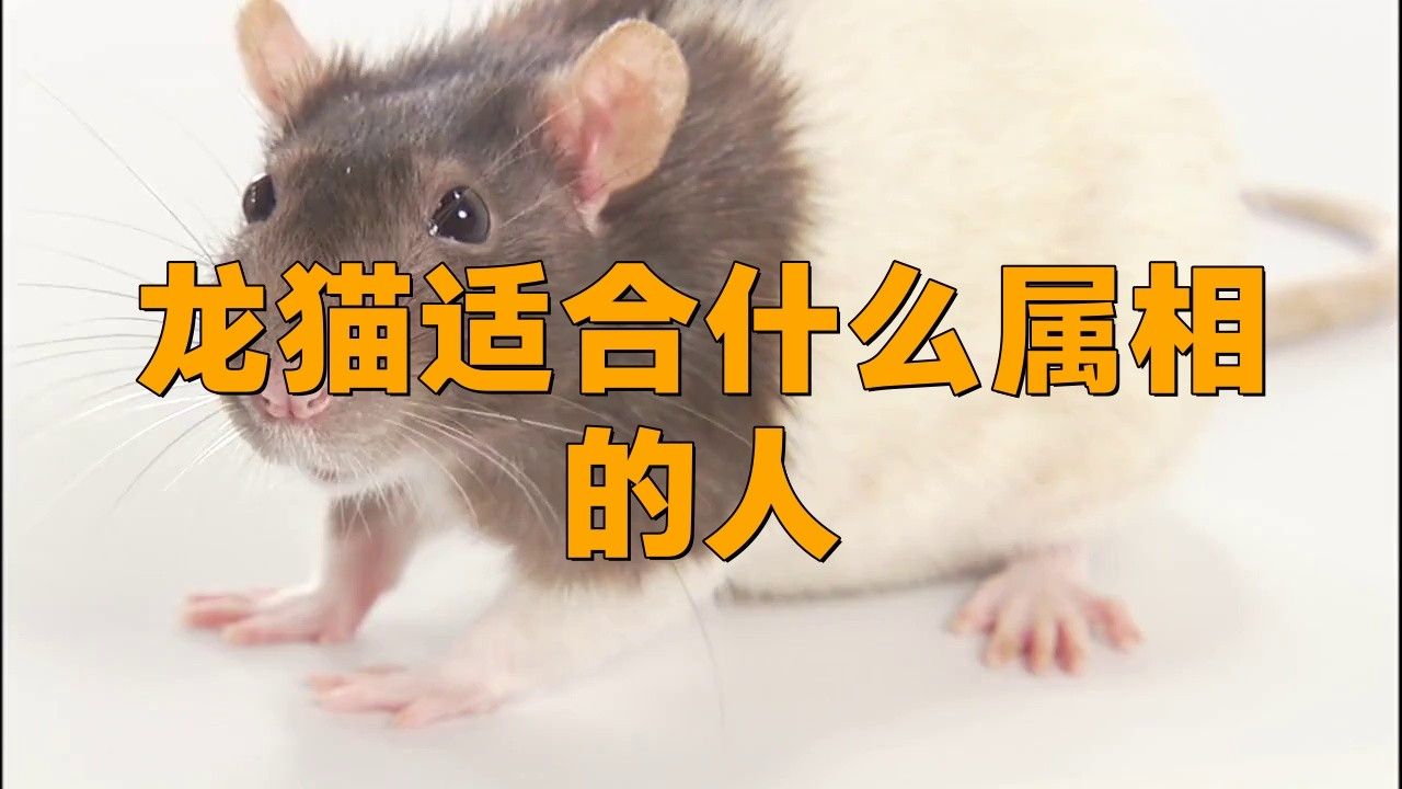 哪些貓適合與龍貓共處