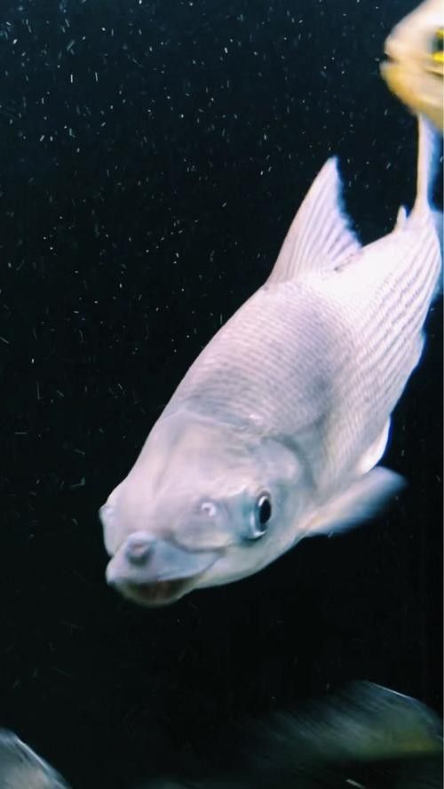 哪種飛鳳魚最好養？（飛鳳魚的飼養指南）