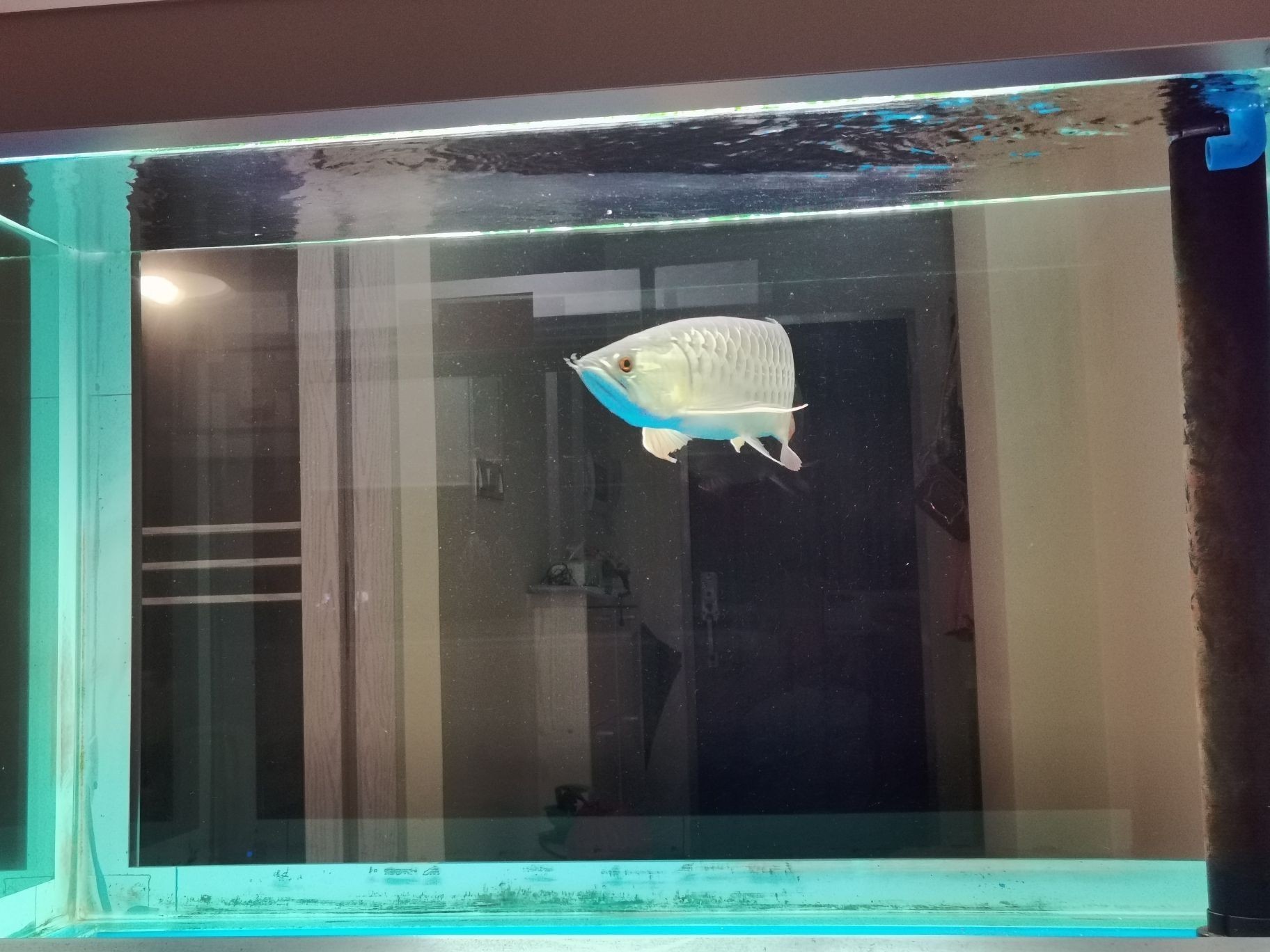 準備換雙層缸請教一下有經驗的魚友