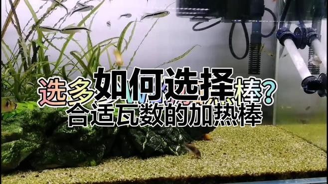 冬天養龍魚需要加熱棒嗎 冬天養龍魚需要加熱棒嗎 龍魚百科 第2張