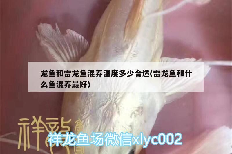 龍魚和雷龍魚混養溫度多少合適(雷龍魚和什么魚混養最好) 龍魚和雷龍魚混養溫度多少合適(雷龍魚和什么魚混養最好) 觀賞魚百科
