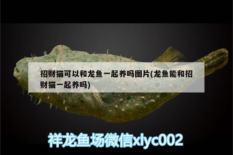 招財(cái)貓可以和龍魚一起養(yǎng)嗎圖片(龍魚能和招財(cái)貓一起養(yǎng)嗎)