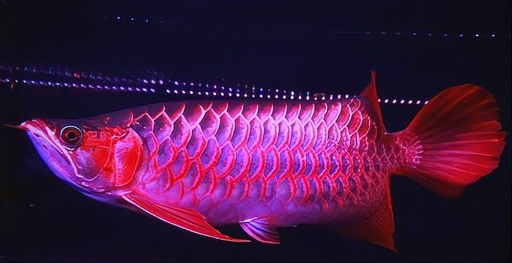 有哪些適合紅龍魚的裝飾物？（紅龍魚裝飾品牌推薦）