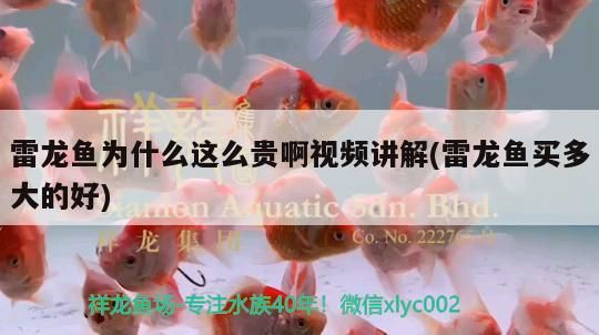 雷龍魚(yú)為什么這么貴啊視頻講解(雷龍魚(yú)買(mǎi)多大的好) 雷龍魚(yú)為什么這么貴啊視頻講解(雷龍魚(yú)買(mǎi)多大的好) 觀賞魚(yú)百科