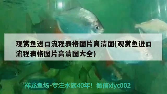 龍魚 觀賞魚進口流程表格圖片高清圖(觀賞魚進口流程表格圖片高清圖大全) 觀賞魚百科 觀賞魚進口流程表格圖片高清圖(觀賞魚進口流程表格圖片高清圖大全) 觀賞魚進口流程表格圖片高清圖(觀賞魚進口流程表格圖片高清圖大全) 觀賞魚百科