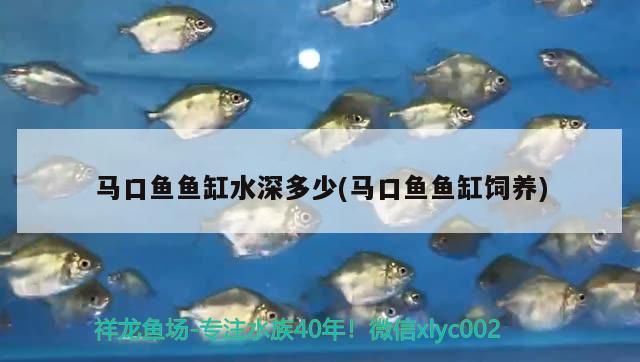 馬口魚魚缸水深多少(馬口魚魚缸飼養)
