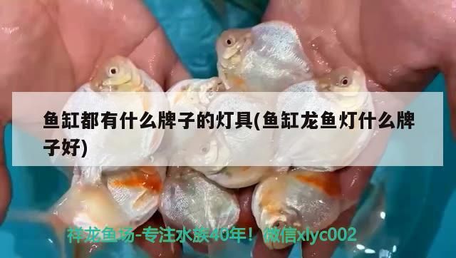 魚缸都有什么牌子的燈具(魚缸龍魚燈什么牌子好)