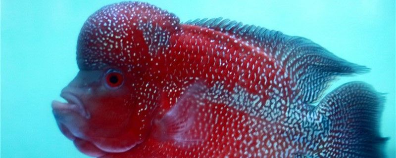 玉溪觀賞魚市場羅漢魚應該怎么選 玉溪觀賞魚市場羅漢魚應該怎么選 觀賞魚百科