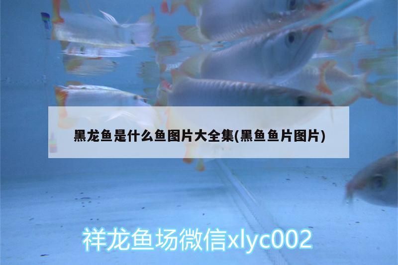 我的虎魚真菌感染了要怎么處理 黑龍魚是什么魚圖片大全集(黑魚魚片圖片) 觀賞魚百科 黑龍魚是什么魚圖片大全集(黑魚魚片圖片) 黑龍魚是什么魚圖片大全集(黑魚魚片圖片) 觀賞魚百科