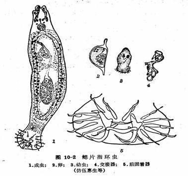 雷龍魚死后如何處理 雷龍魚死后如何處理 龍魚百科 第4張