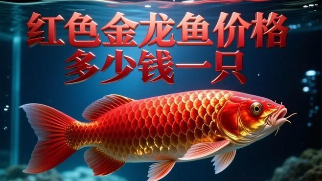 金龍魚在廣西的電商銷售額如何？