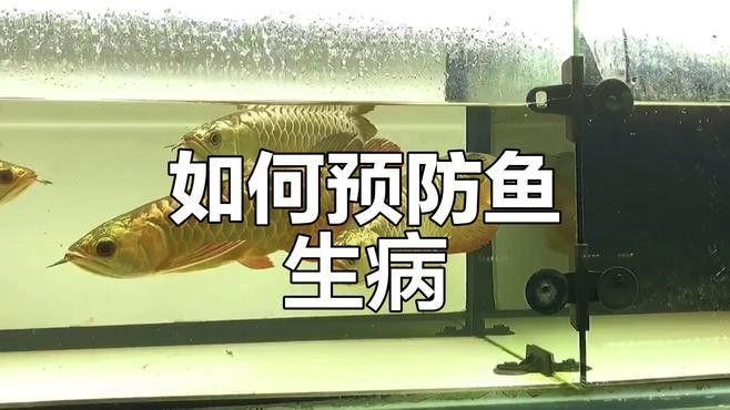 恐龍魚在低溫下會死亡嗎 恐龍魚在低溫下會死亡嗎 龍魚百科 第2張