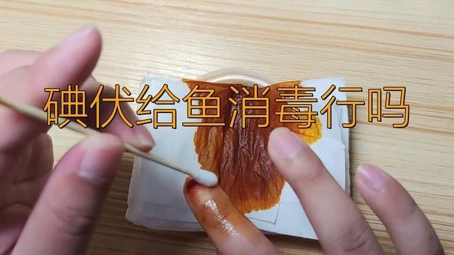 龍魚鰓蓋打傷后如何處理傷口（魚鰓蓋受傷后應立即采取以下步驟進行處理以下步驟） 龍魚鰓蓋打傷后如何處理傷口（魚鰓蓋受傷后應立即采取以下步驟進行處理以下步驟） 龍魚百科 第5張