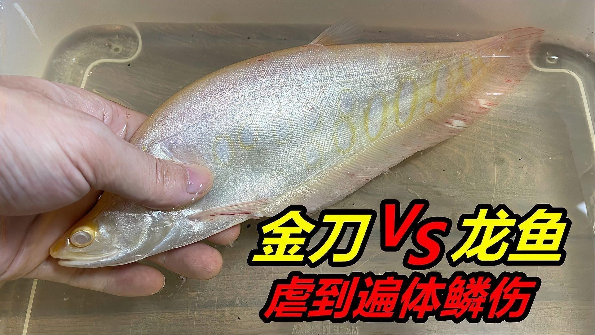 龍魚鰓蓋打傷后如何處理傷口（魚鰓蓋受傷后應立即采取以下步驟進行處理以下步驟） 龍魚鰓蓋打傷后如何處理傷口（魚鰓蓋受傷后應立即采取以下步驟進行處理以下步驟） 龍魚百科 第4張