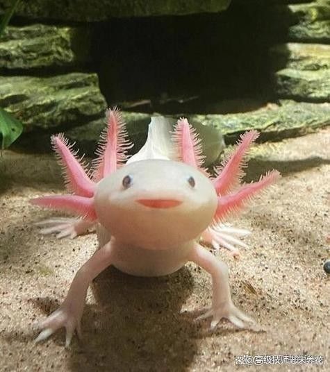 哪種活餌最適合恐龍魚？ 哪種活餌最適合恐龍魚？ 龍魚百科 第4張
